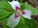 Painted Trillium