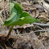 Red trillium