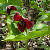 Red trillium