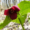 Red trillium