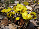 Coltsfoot