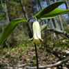 Sessile-leaved bellwort