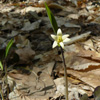 Sessile-leaved bellwort