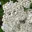 Common Yarrow