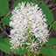 White baneberry