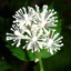 Red baneberry