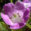 Small-flowered agalinis