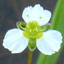 Common Water-Plantain