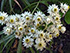 Pearly everlasting