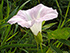 Hedge false bindweed