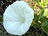 Low false bindweed
