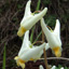 Dutchman's breeches