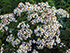 Flat-top white aster