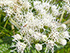 Common boneset
