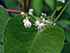 Eurasian black bindweed