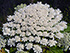 Giant hogweed