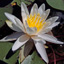 Fragrant water-lily