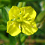Small-flowered Evening Primrose