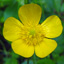 Common buttercup