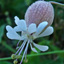 Bladder campion