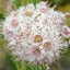 Broad-leaved meadowsweet