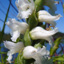 Nodding ladies'-tresses