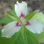 Painted Trillium