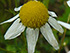 Scentless chamomile