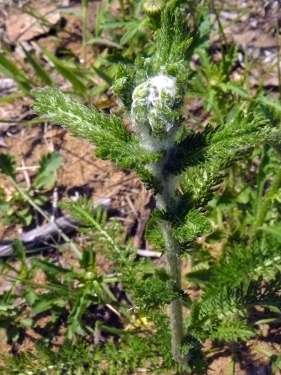 Common Yarrow (Achillea millefolium) : Young plant