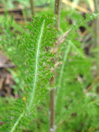 Common Yarrow (Achillea millefolium) : Leaves