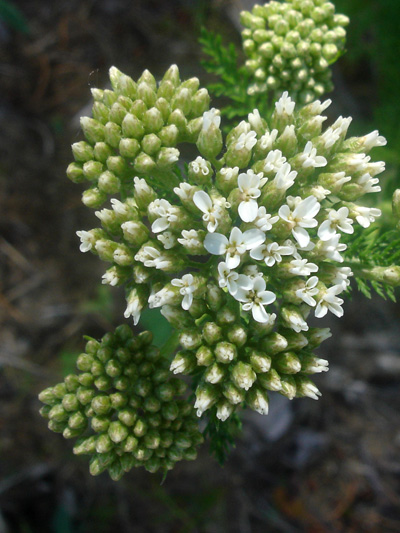 Common Yarrow (Achillea millefolium) : Flowers and buds
