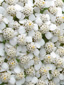 Common Yarrow : 4- Flowers