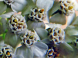Common Yarrow : 5- Flowers