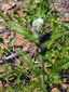 Common Yarrow : 6- Young plant