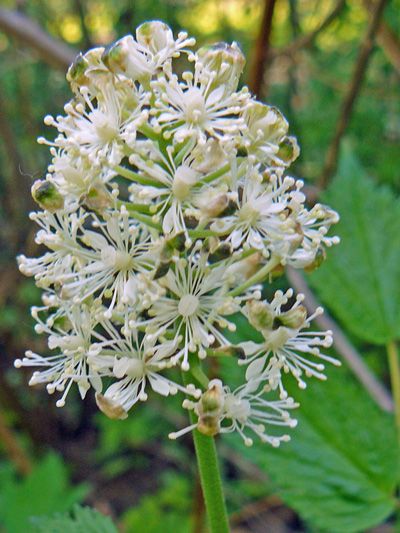White baneberry (Actaea pachypoda) : Inflorescence