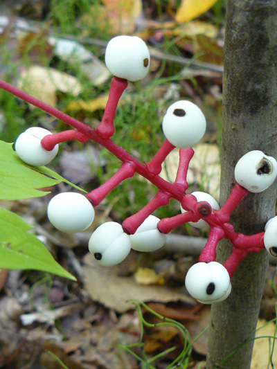 White baneberry (Actaea pachypoda) : Fruits (berries)