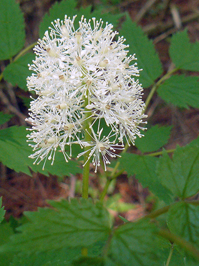 White baneberry (Actaea pachypoda) : Flowering plant