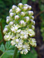 White baneberry : 4- Flowers and buds