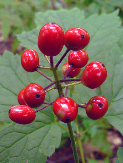 Red baneberry (Actaea rubra) : Fruits (berries)