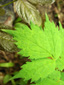 Red baneberry : 3- Leaf