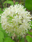 Red baneberry : 4- Inflorescence
