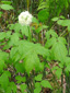 Red baneberry : 5- Flowering plant