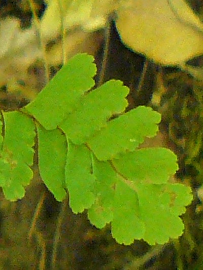 Northern maidenhair fern (Adiantum pedatum) : Pinnules