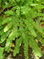 Northern maidenhair fern : 1- Fronds