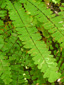 Northern maidenhair fern : 2- Pinnae