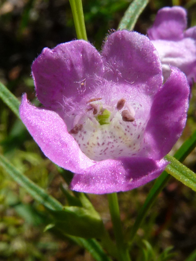 Small-flowered agalinis (Agalinis paupercula)