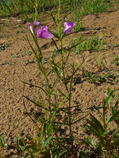 Small-flowered agalinis (Agalinis paupercula) : Flowering plant