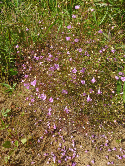 Small-flowered agalinis (Agalinis paupercula) : Shrub