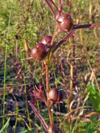 Small-flowered agalinis (Agalinis paupercula) : Fruits