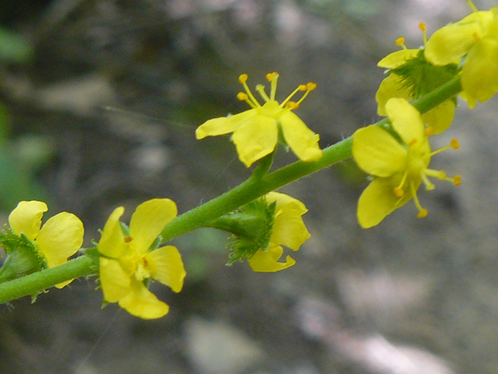 Hooked agrimony (Agrimonia gryposepala) : Flowers